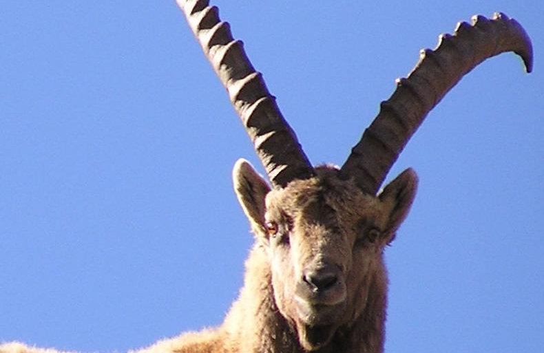 La Raquette Accompagnateurs En Montagne Du Champsaur 